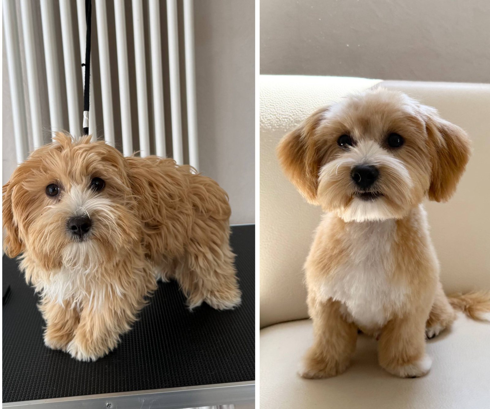 Vorher und nachher Ergebnis - Maltipoo mit Teddy-Schnitt