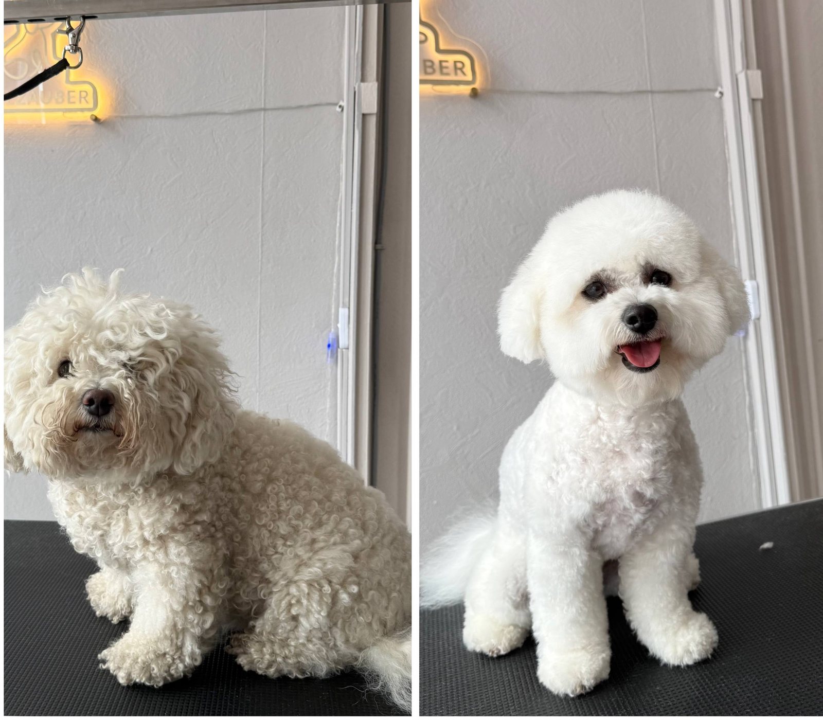 Vorher und nachher Ergebnis - weisser Bichon Frise