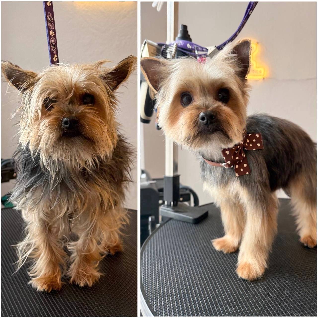 Vorher und nachher Ergebnis - Yorkshire Terrier