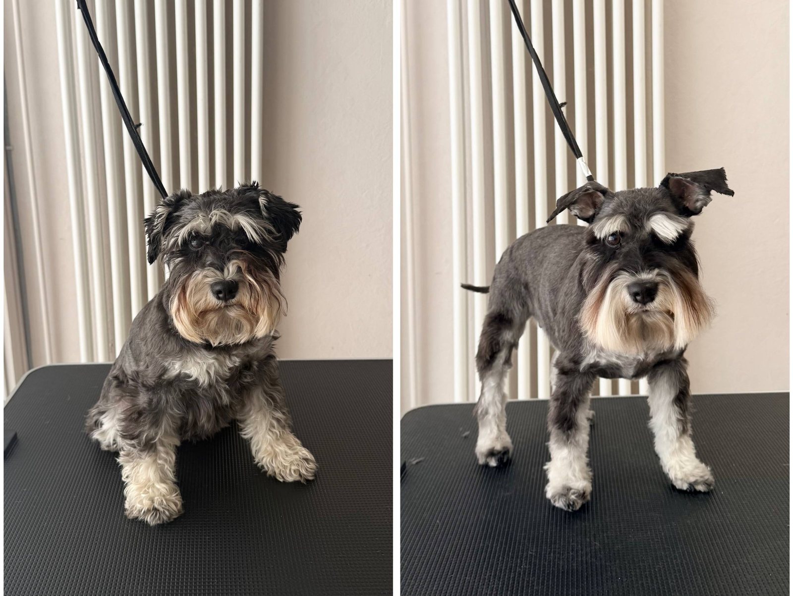 Vorher und nachher Ergebnis - Zwergschnauzer