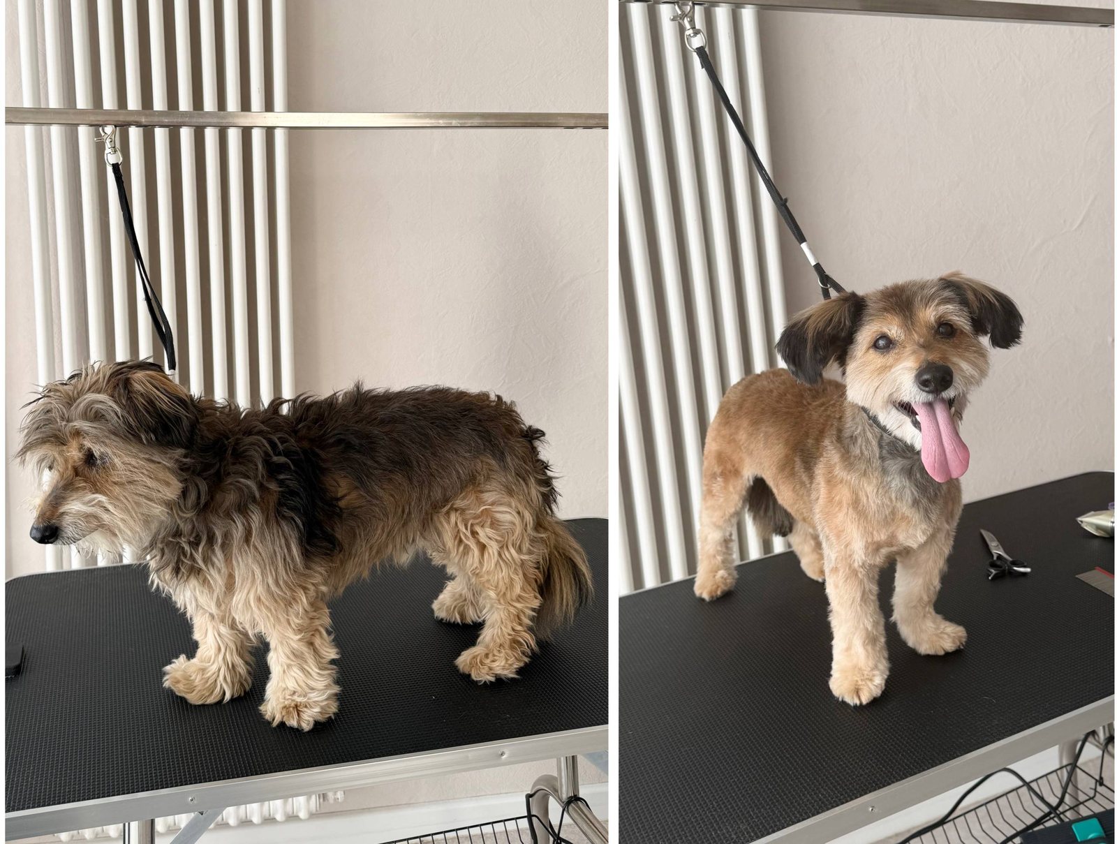 Vorher und nachher Ergebnis - Terrier-Mischling