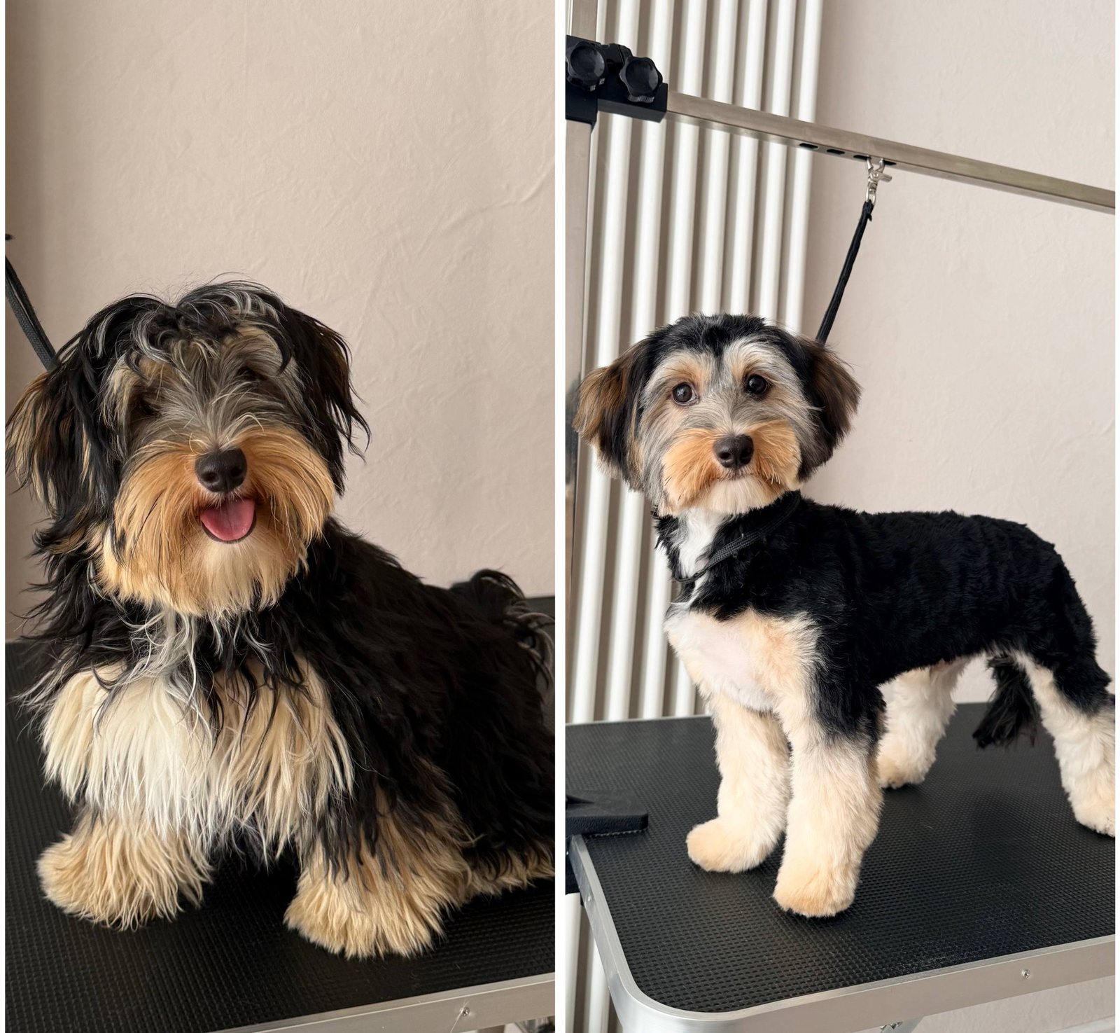 Vorher und nachher Ergebnis - Biewer Yorkshire Terrier