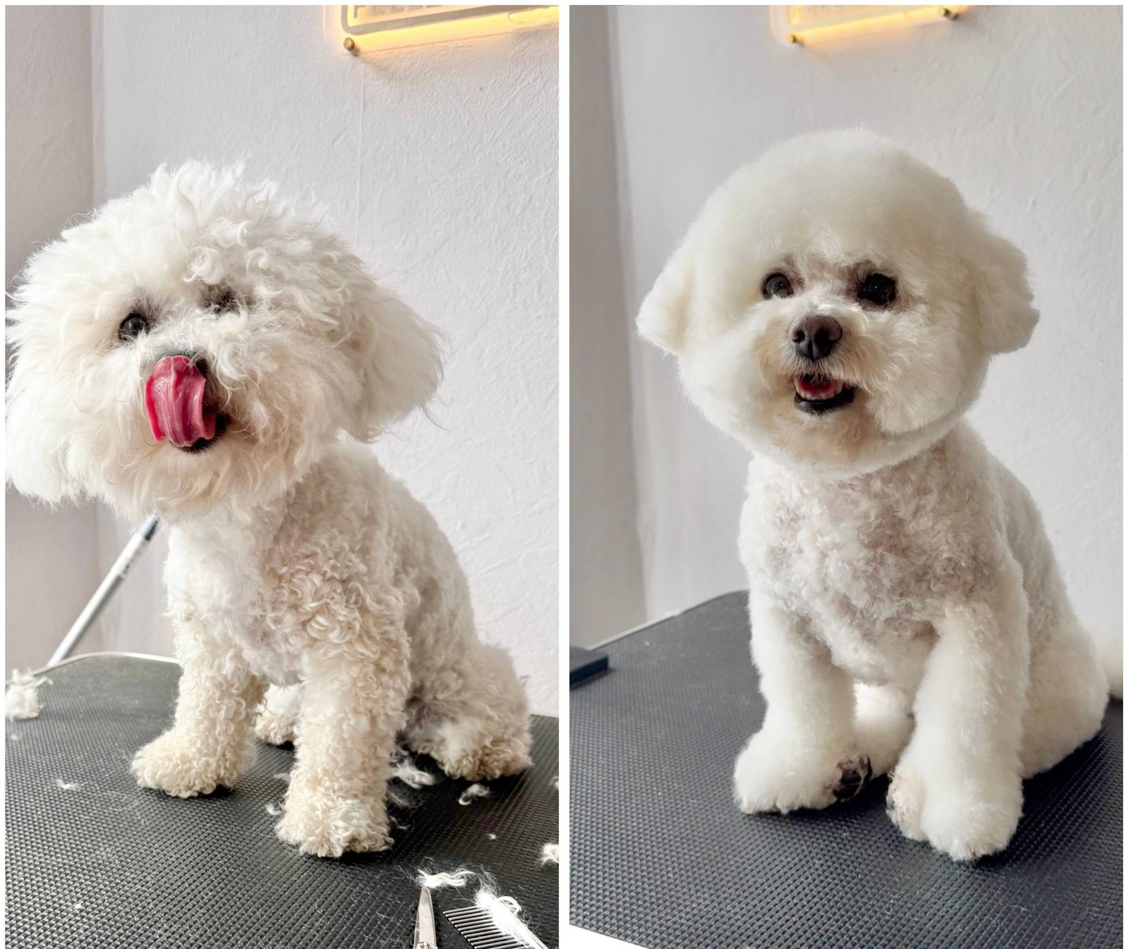 Vorher und nachher Ergebnis - weisser Bichon Frise