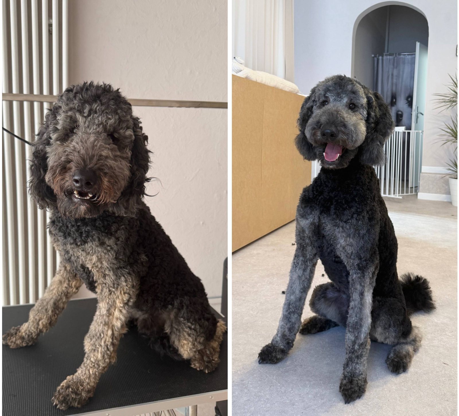 Vorher und nachher Ergebnis - grau-schwarzer Labradoodle