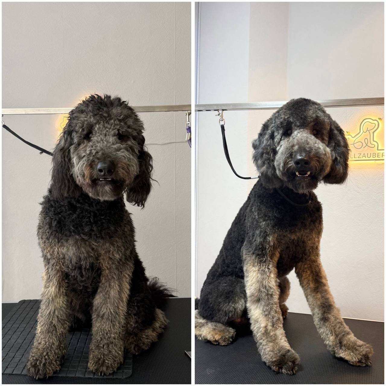 Vorher und nachher Ergebnis - schwarzer Labradoodle