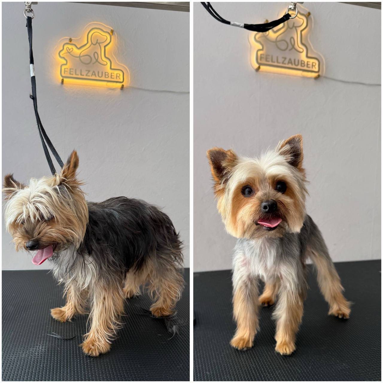 Vorher und nachher Ergebnis - Yorkshire Terrier mit langem Fell