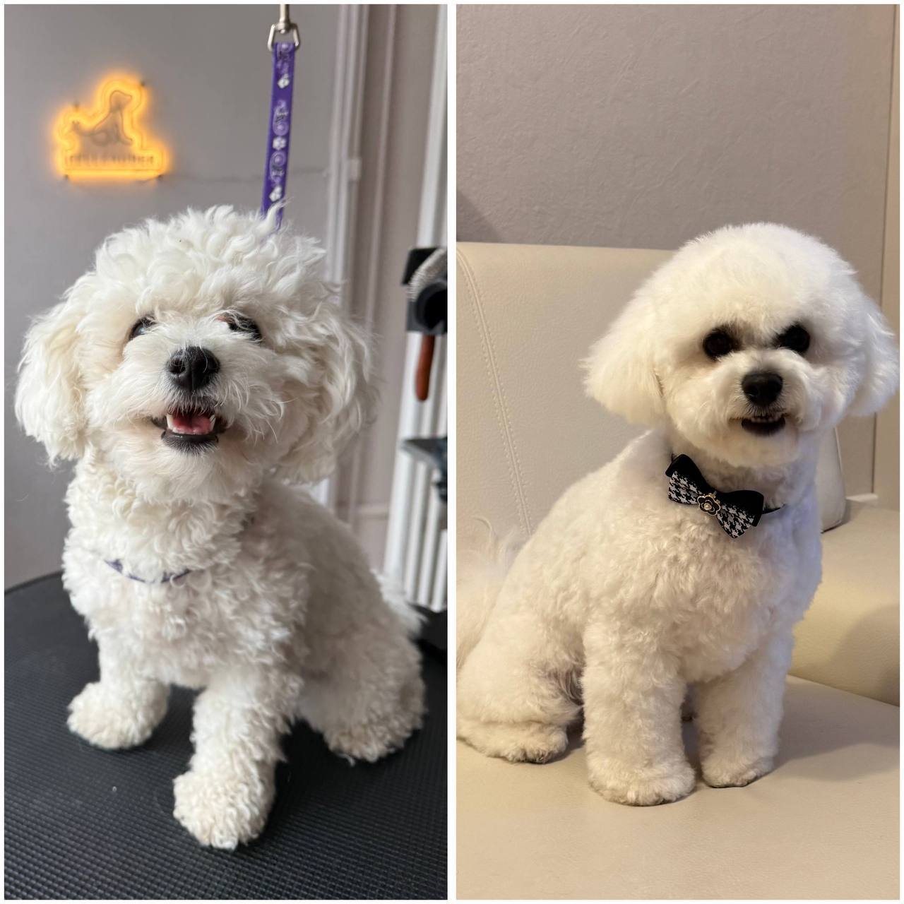 Vorher und nachher Ergebnis - Bichon Frise mit Fliege