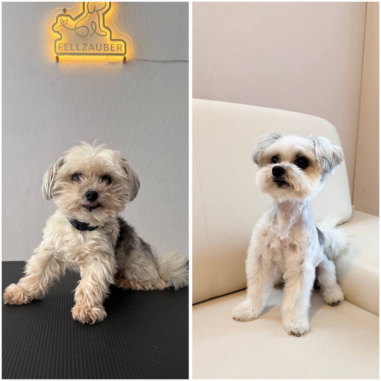 Vorher und nachher Ergebnis - grau-weisser Shih-Tzu-Mischling