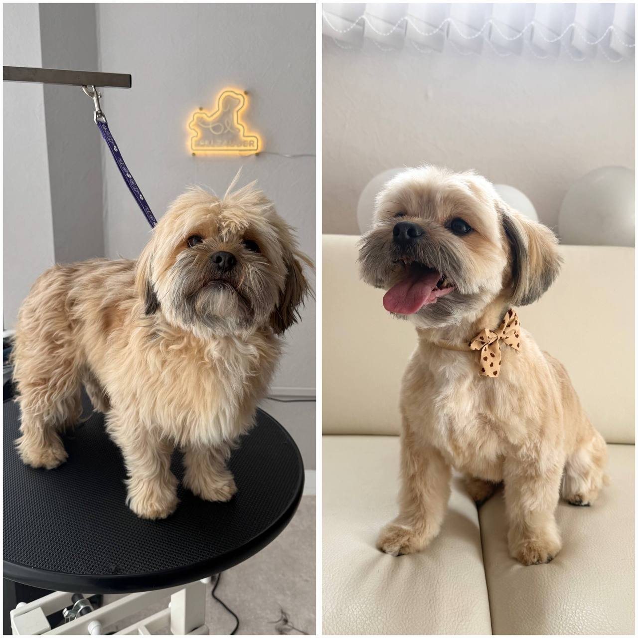 Vorher und nachher Ergebnis - Shih-Tzu-Mischling mit Schleife