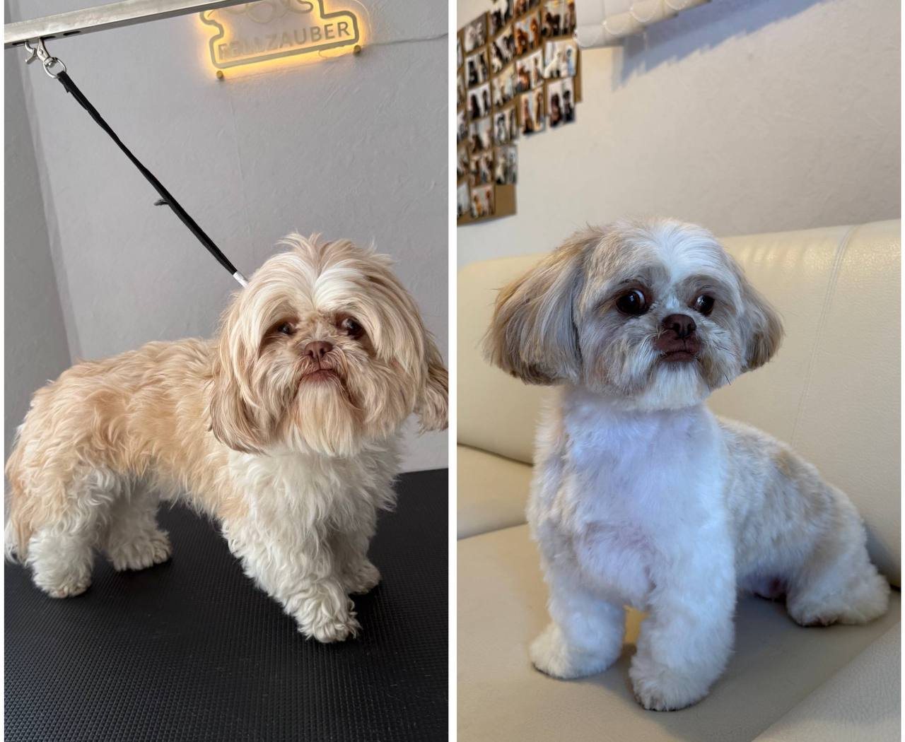 Vorher und nachher Ergebnis - Shih Tzu