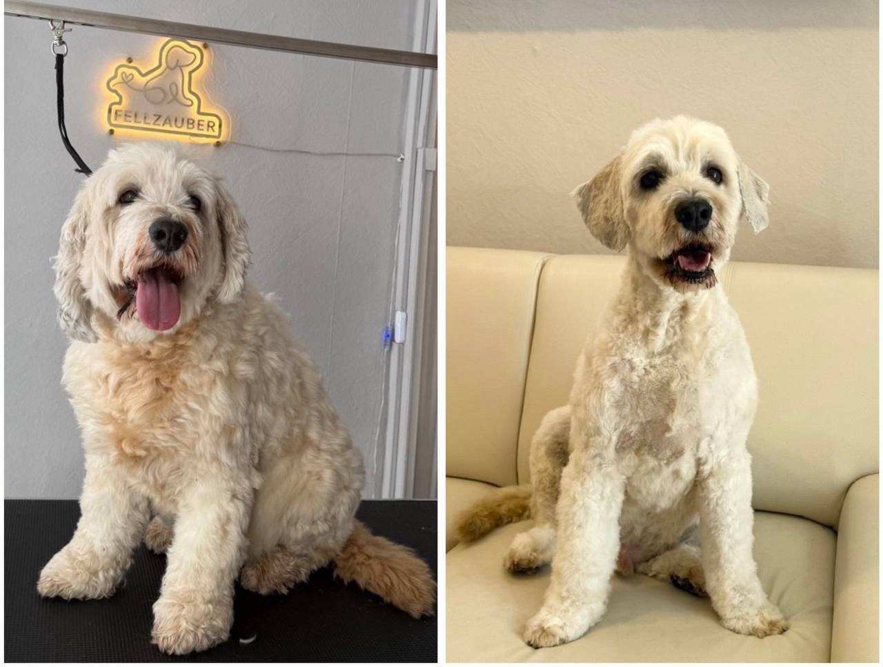 Vorher und nachher Ergebnis - cremefarbener Cockapoo