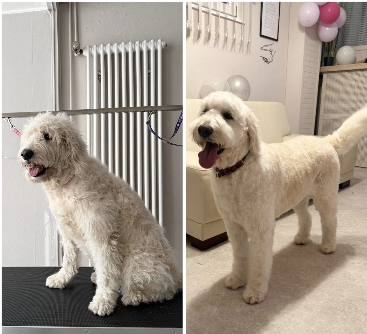 Vorher und nachher Ergebnis - weisser Goldendoodle