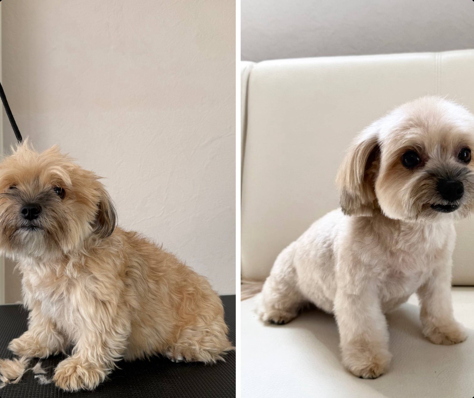 Vorher und nachher Ergebnis - heller Shih-Tzu-Mischling