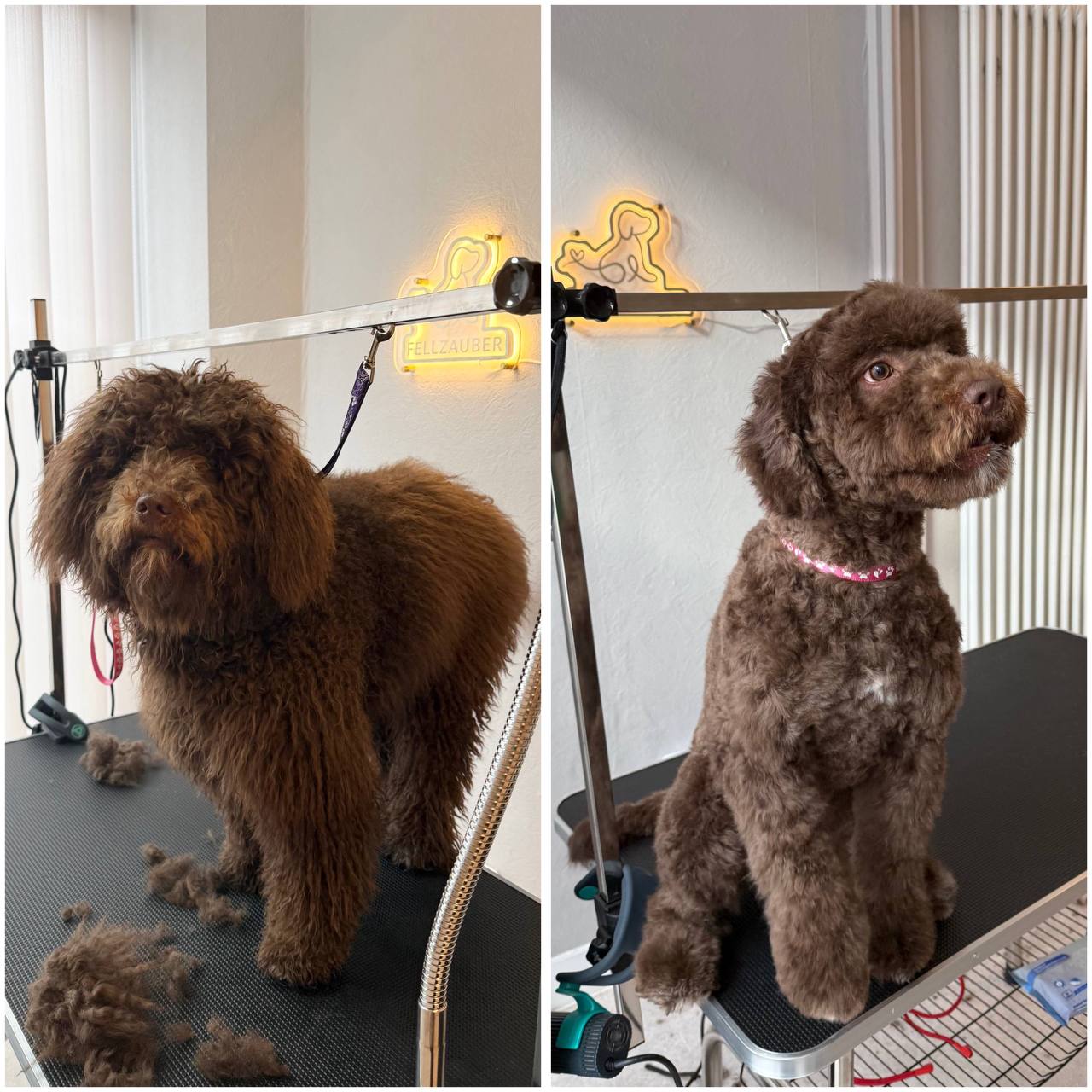 Vorher und nachher Ergebnis - Yorkshire Terrier