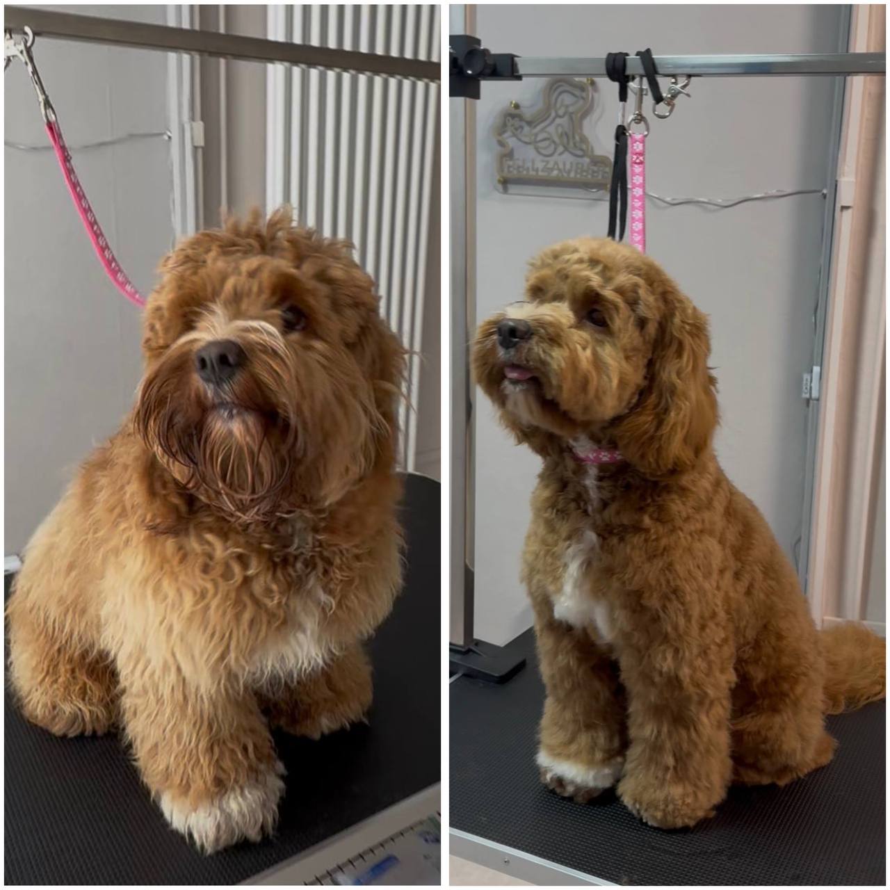 Vorher und nachher Ergebnis - brauner Hund