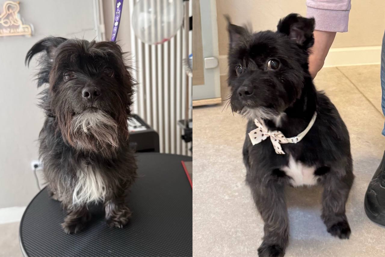 Vorher und nachher Ergebnis - schwarzer Hund