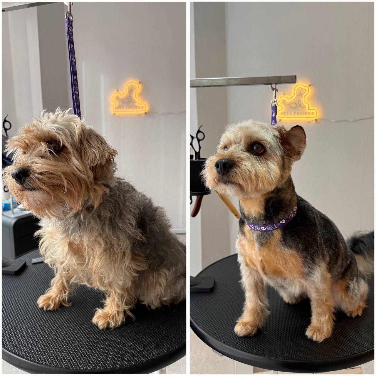 Vorher und nachher Ergebnis - dunkler Hund