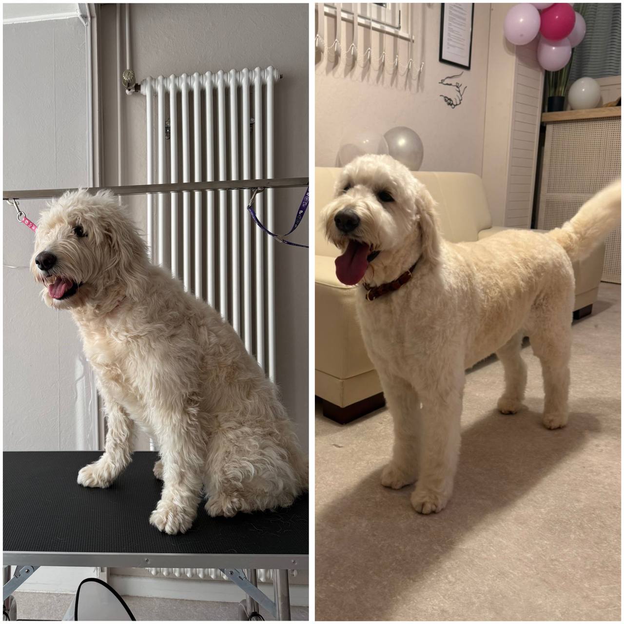 Vorher und nachher Ergebnis - kleiner heller Hund